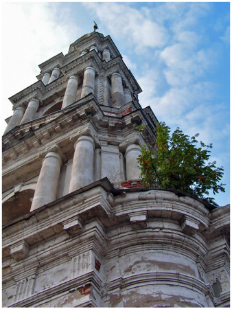 Рябина