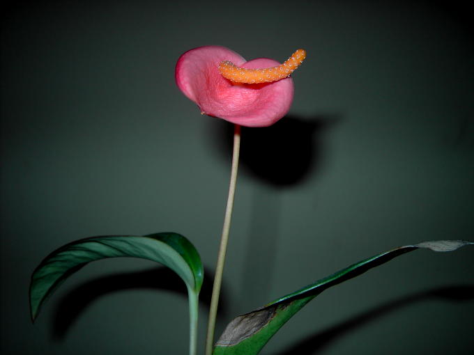 The flower