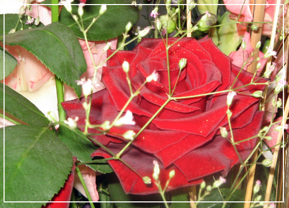 Velvety RoSe 