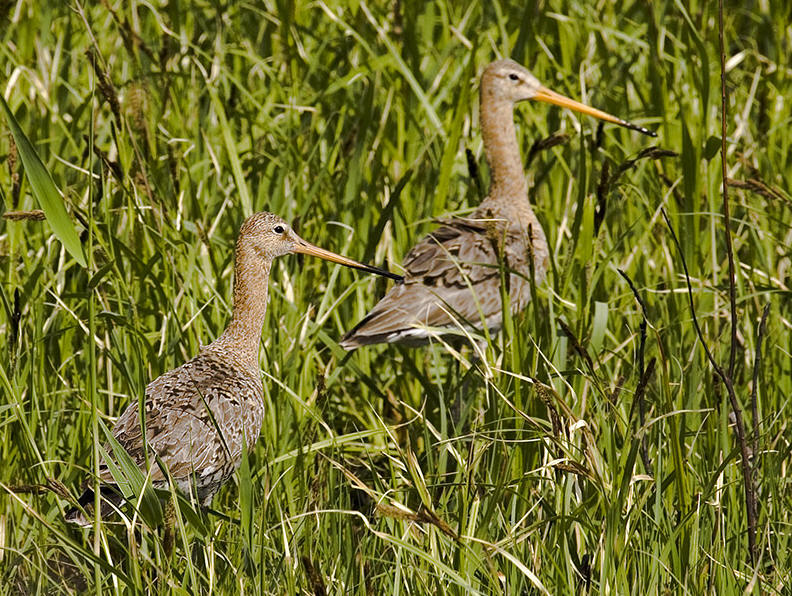 Пошли подруга в камыши! Тут смотрят люди! Большой веретенник (Limosa limosa.)