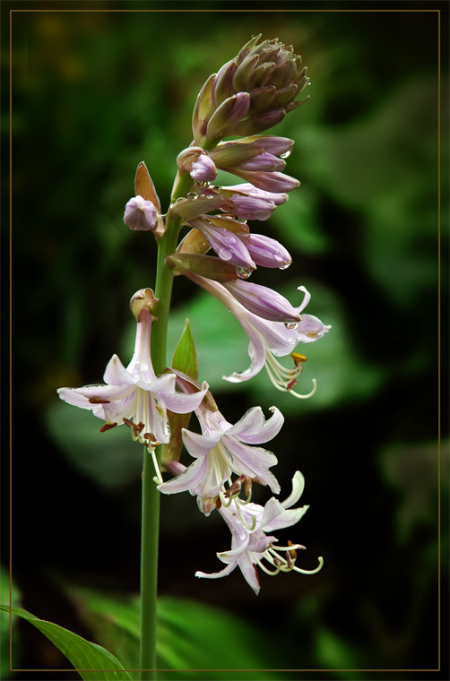 Хоста, функия (Hosta) 