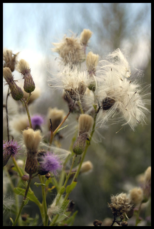 &quot;Flowers&quot;