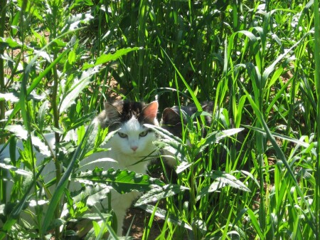 Селигерские коты