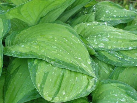 Утренняя роса