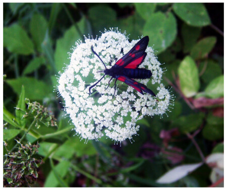 Бабочка на цветке