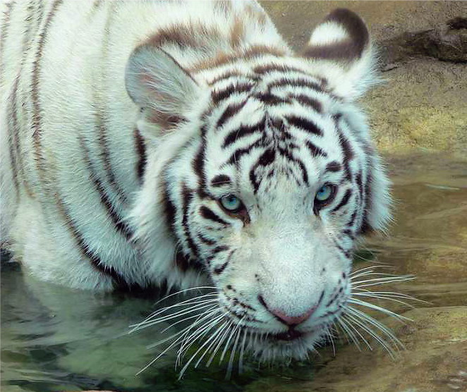 tiger