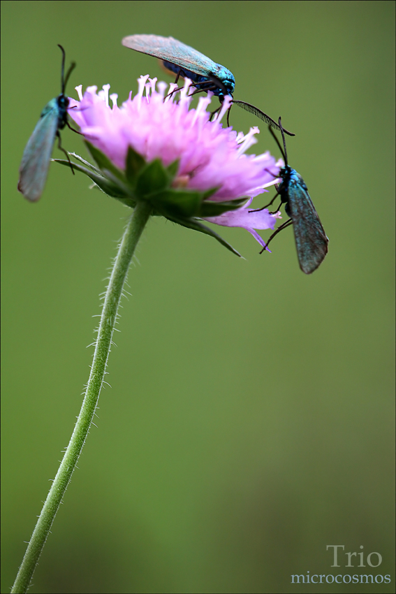 Trio microcosmos