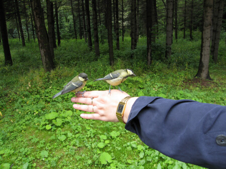 Любопытные пернатые