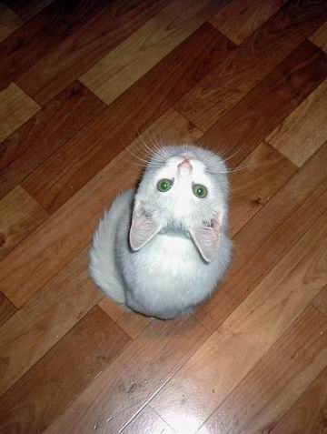 Кошка1
