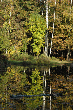 Зеркало