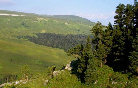 Альпийские луга