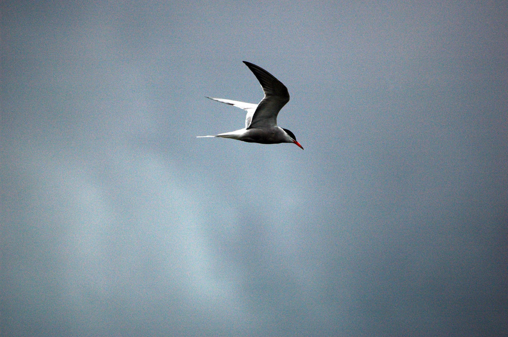 gull2