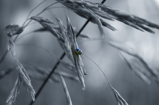 silvencer))))