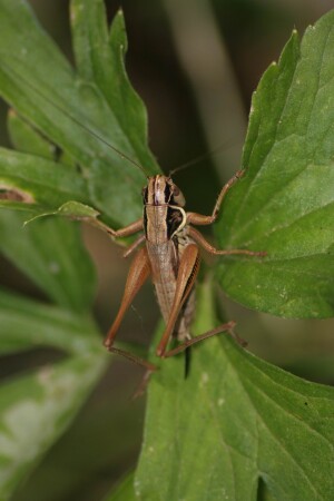 Кузнечик