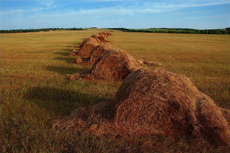 Вечер в Поле