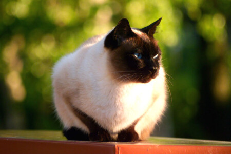 Дневной дозор