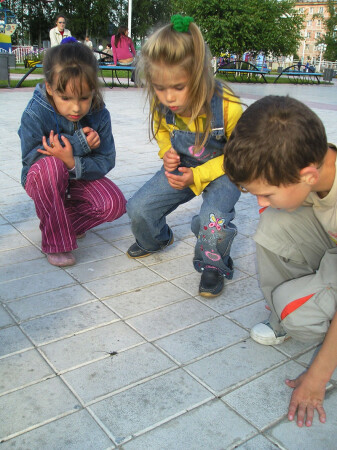 жук