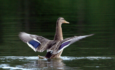 duck
