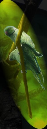 Попугайчики