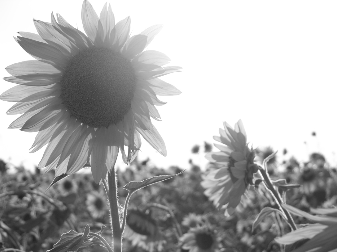 flowers to her