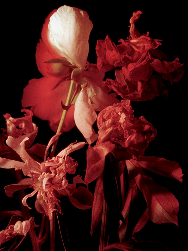 ==REDflowers==
