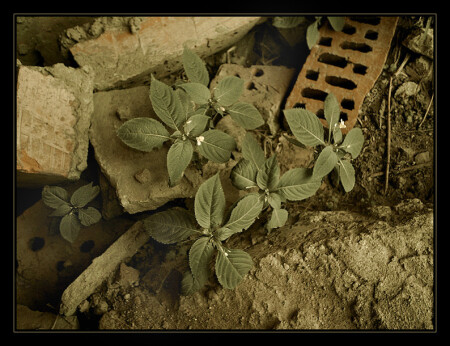 Сны о постапокалипсисе.Сон 1