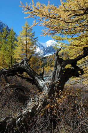 Алтайские пейзажи№1