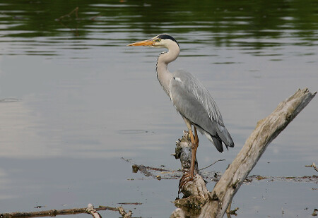 Серая цапля Ardea cinerea.