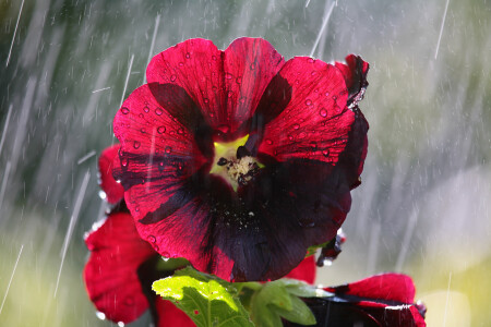 слепой дождь