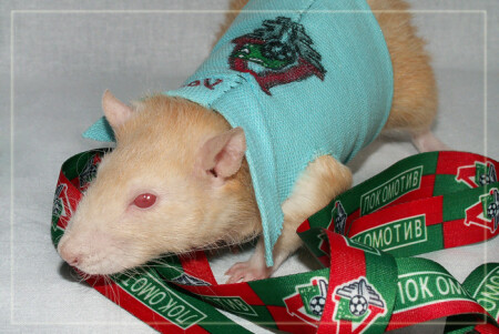 крысы тоже бывают фанатами