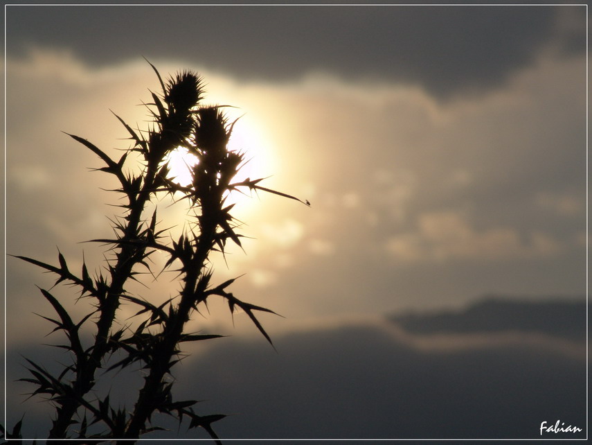 Prickly love, the.