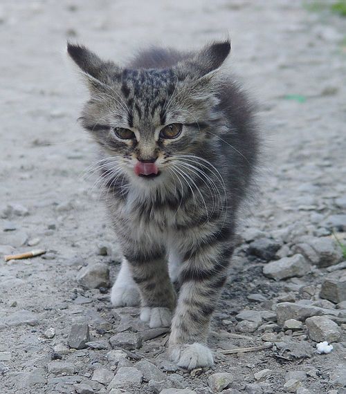 маленький тигр