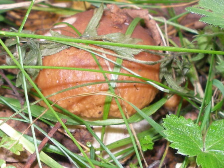 Грибы пошли...