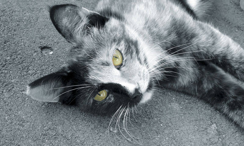 eyes