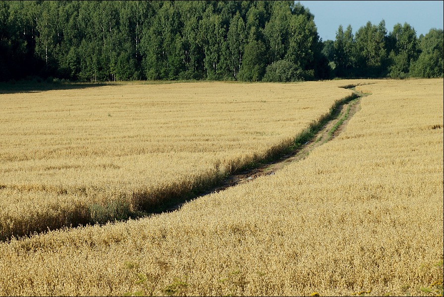 Август