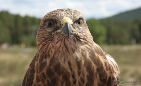 &quot;Горец&quot;