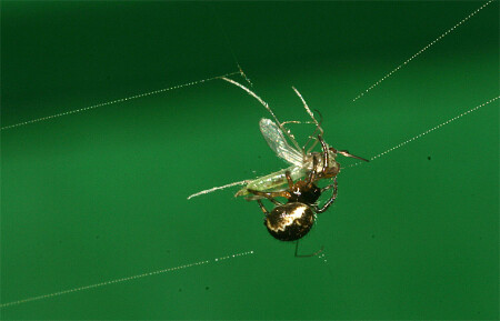 Росные пути-дорожки