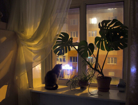 Кот, задумчиво разглядывающий ночной переулок.