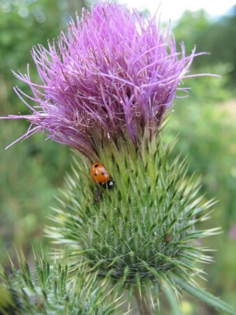 так и ногу можно проткнуть