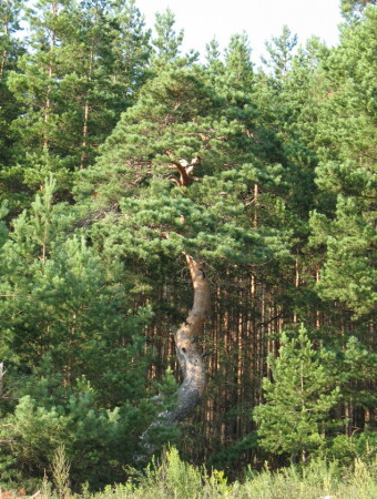 Кривая сосна