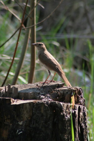 Соловей в нудобном положении