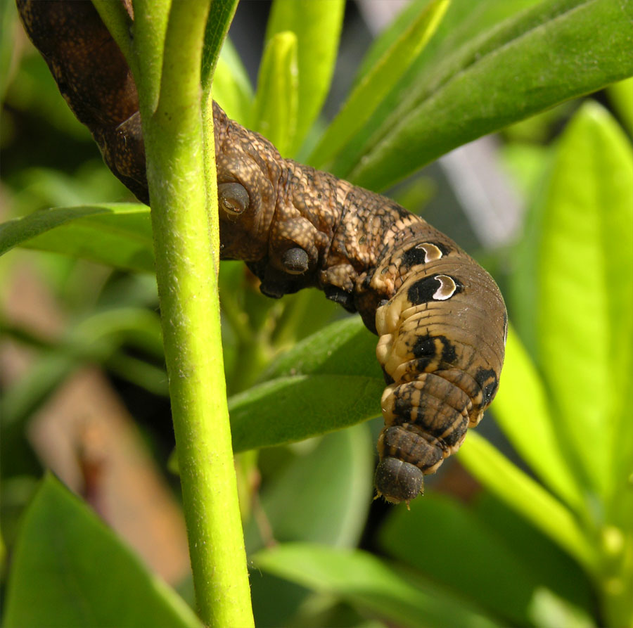 False Snake