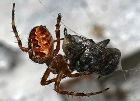 Быстро и со знанием дела.