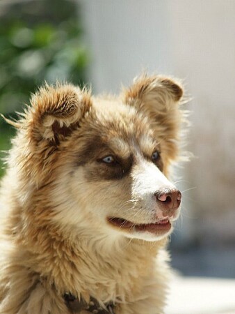 Собачье настроение