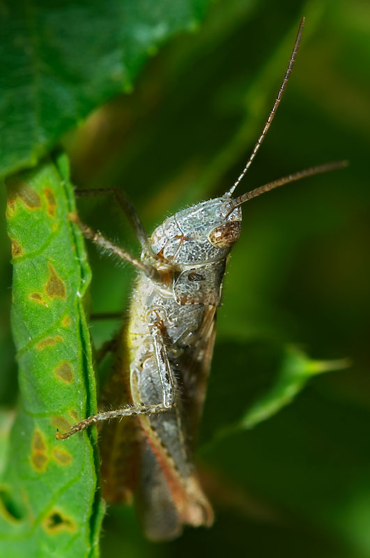 Кузнечик