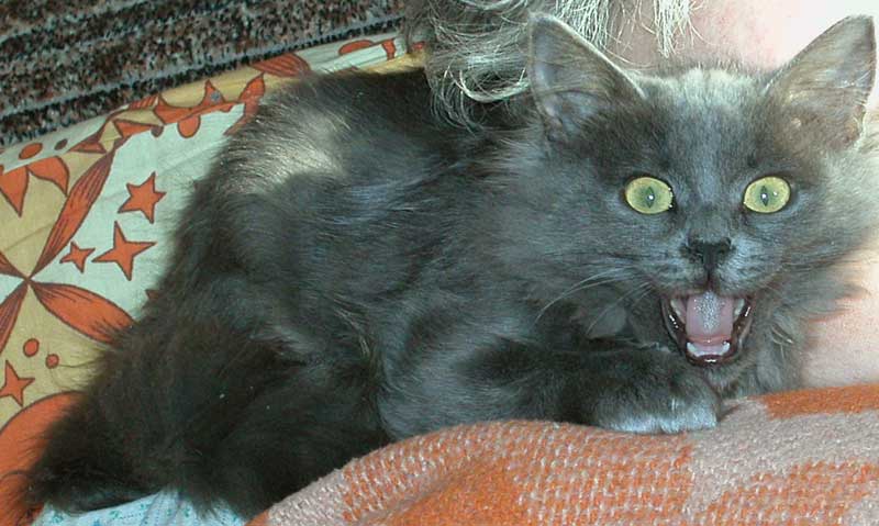 Мини Тигр