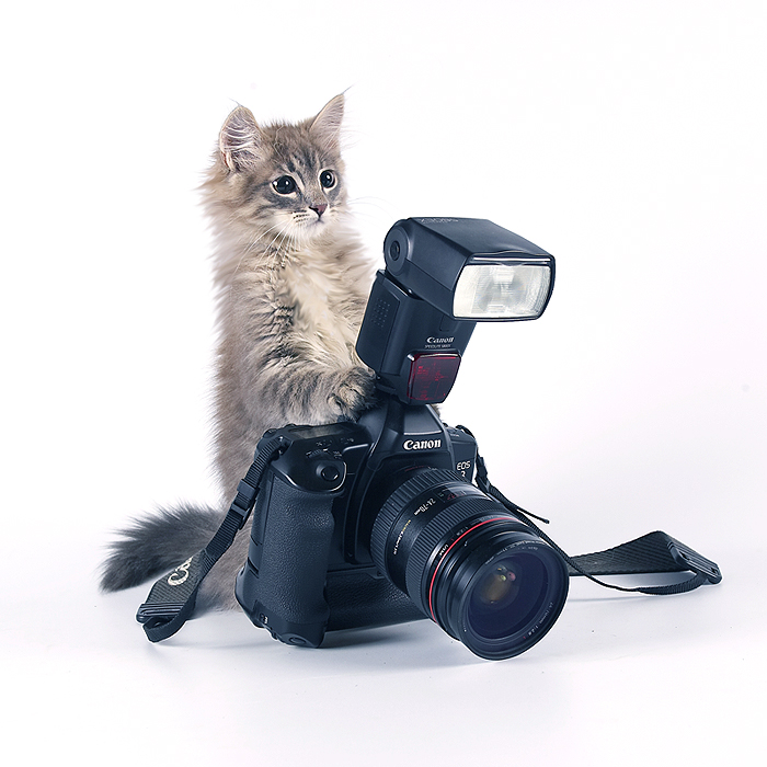 Фото-Котик или &quot;Сделайте , пожалуйста, умные лица.. я на вас фото-охоту начинаю&quot;