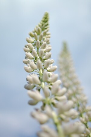 Небоскребы