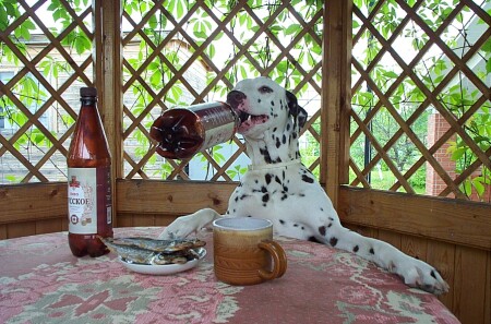 Ловлю момент пока хозяена нет