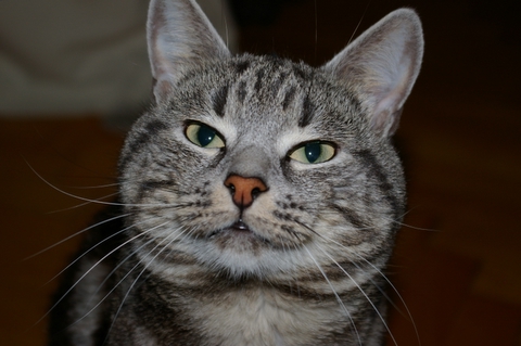 My cat